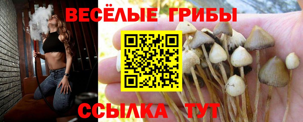 Псилоцибиновые грибы Magic Shrooms  купить наркотик  Галлюциногенные грибы GOLDEN TEACHER  Нальчик  Вход с VPN 